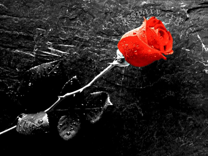 Red Rose on Dark Surface — Dramatic, Photograph, Leaf, Water Droplets