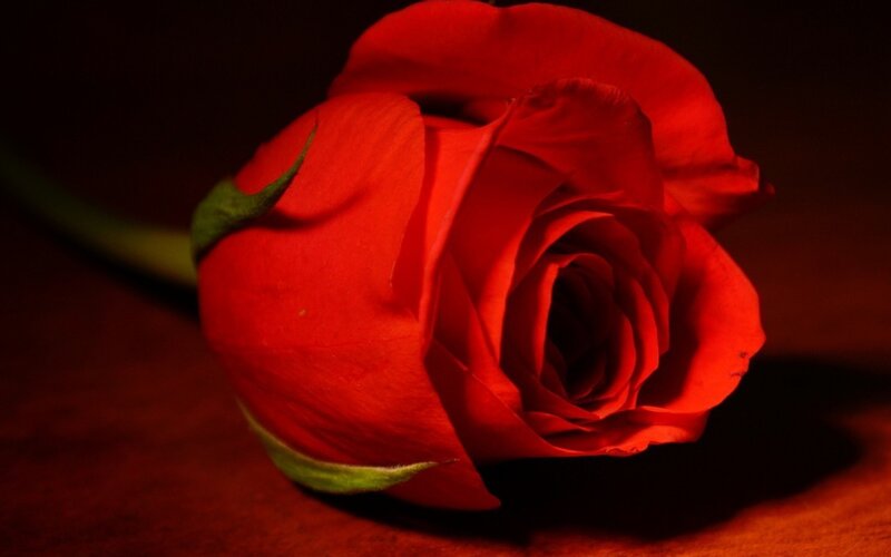 Red Rose on Dark Surface — Dramatic, Photograph, Stem, Petals