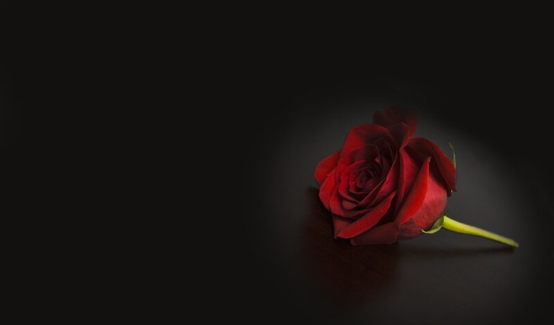 Red Rose on Dark Surface — Dramatic, Photograph, Stem