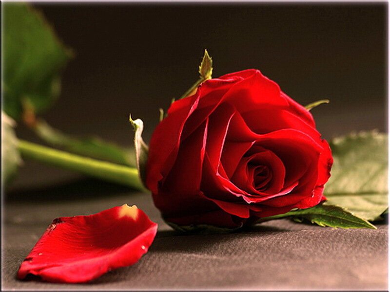 Red Rose on Dark Surface — Dramatic, Photograph