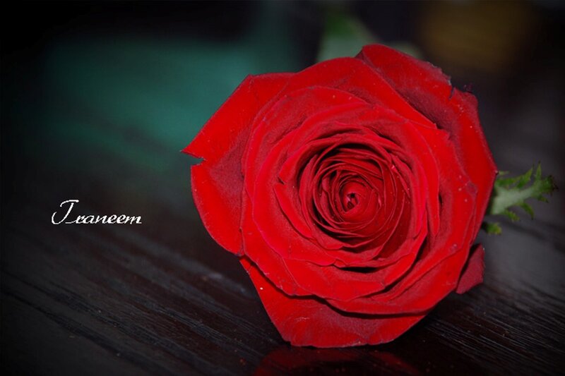 Red Rose on Dark Surface — Dramatic, Photograph, Wooden Surface