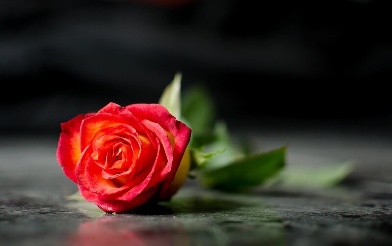Red rose on dark surface