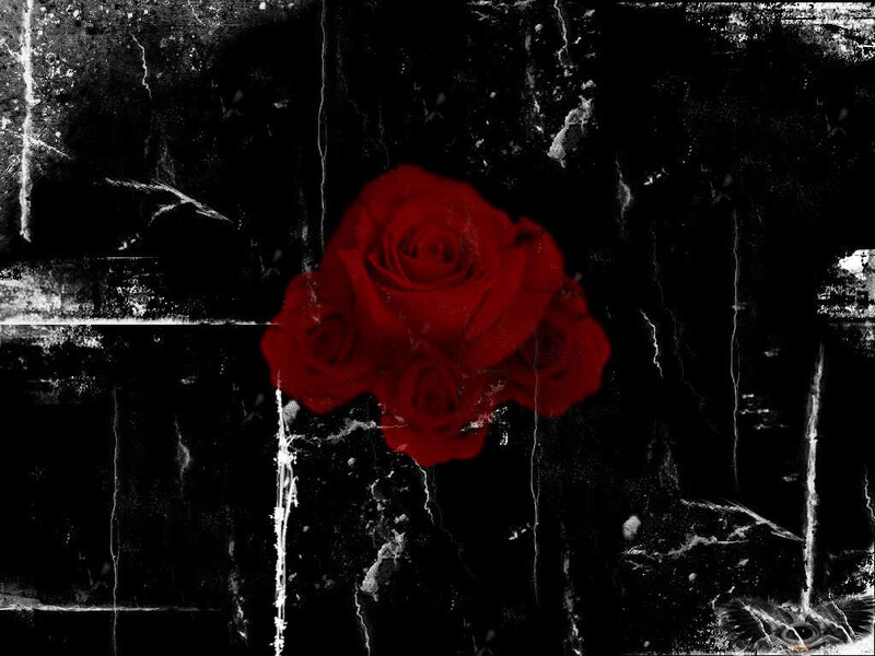 Red rose on dark textured background