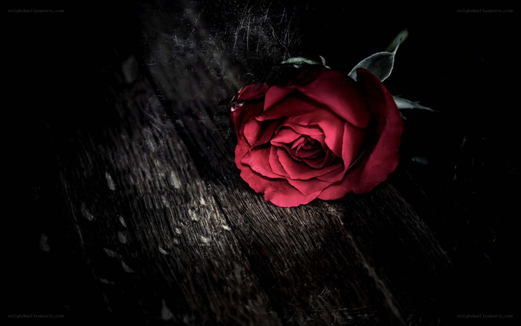 red rose on dark wood