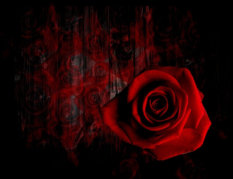 Red Rose on Dark Wood — Dramatic