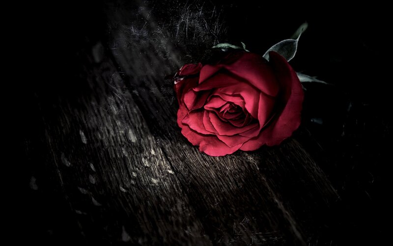 Red rose on dark wood