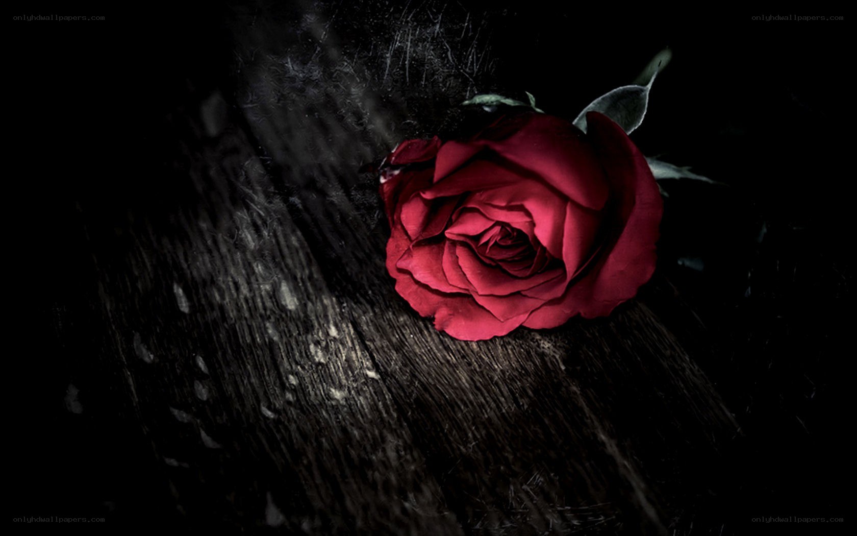 Red rose on dark wood
