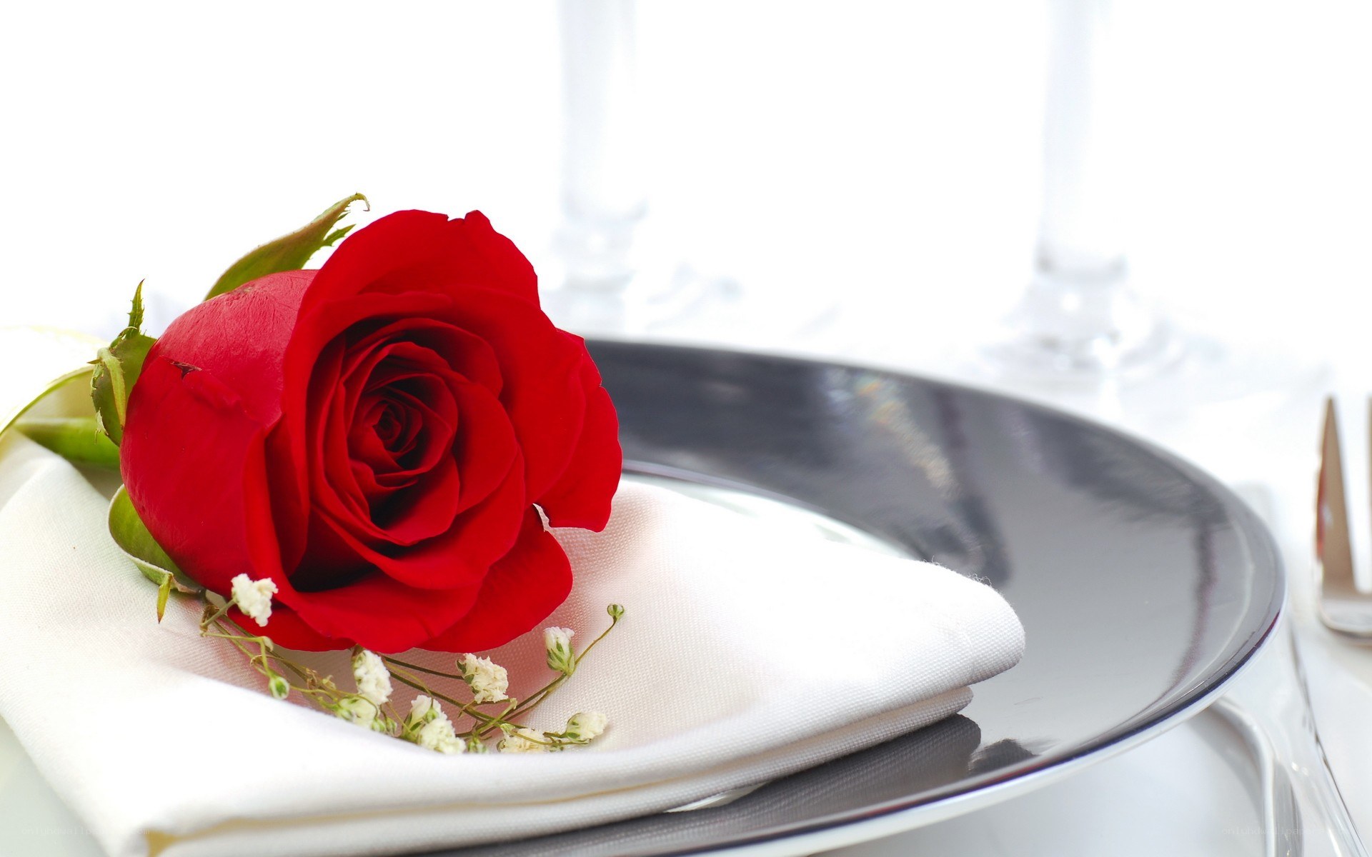 Red rose on dinner plate