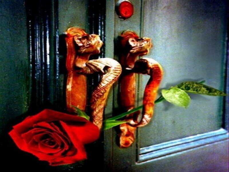 red rose on door handles