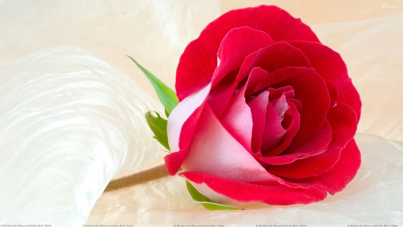 Red Rose on Fabric — Calm, Photograph, Green Leaf