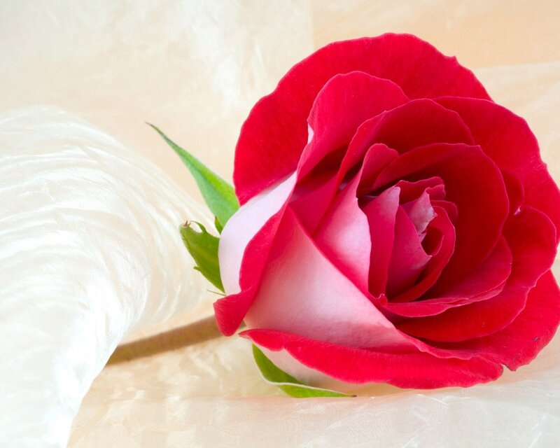 Red Rose on Fabric — Calm, Photograph, Green Leaves, White Fabric