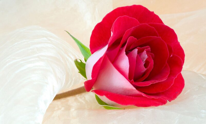 Red Rose on Fabric — Calm, Photograph