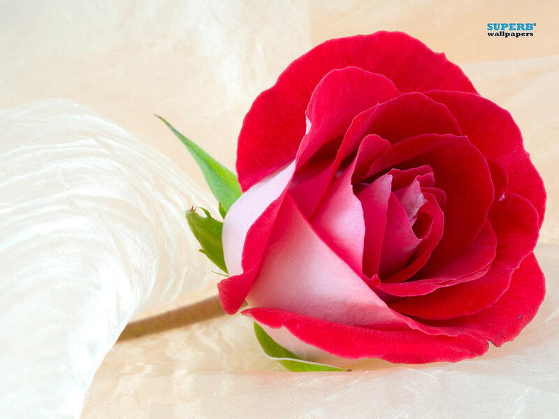 Red Rose on Fabric — Calm
