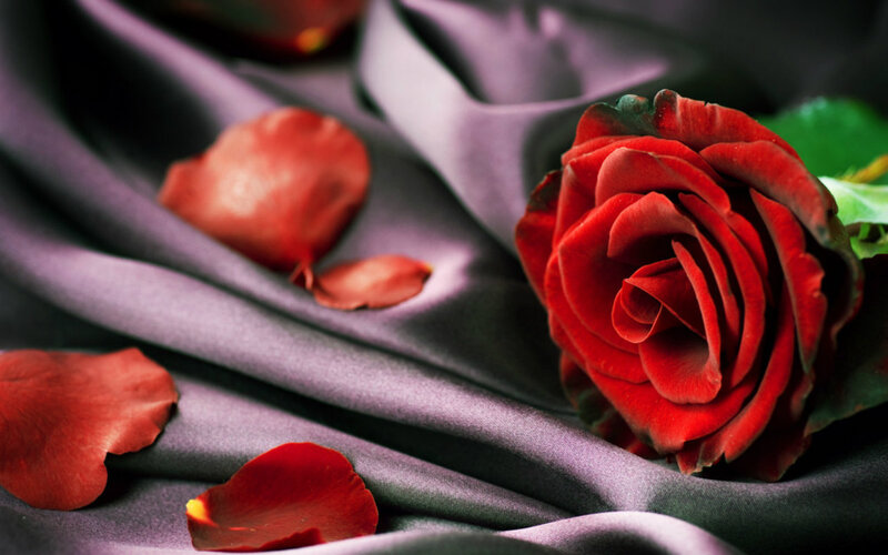 Red Rose on Fabric — Dramatic, Photograph, Petals