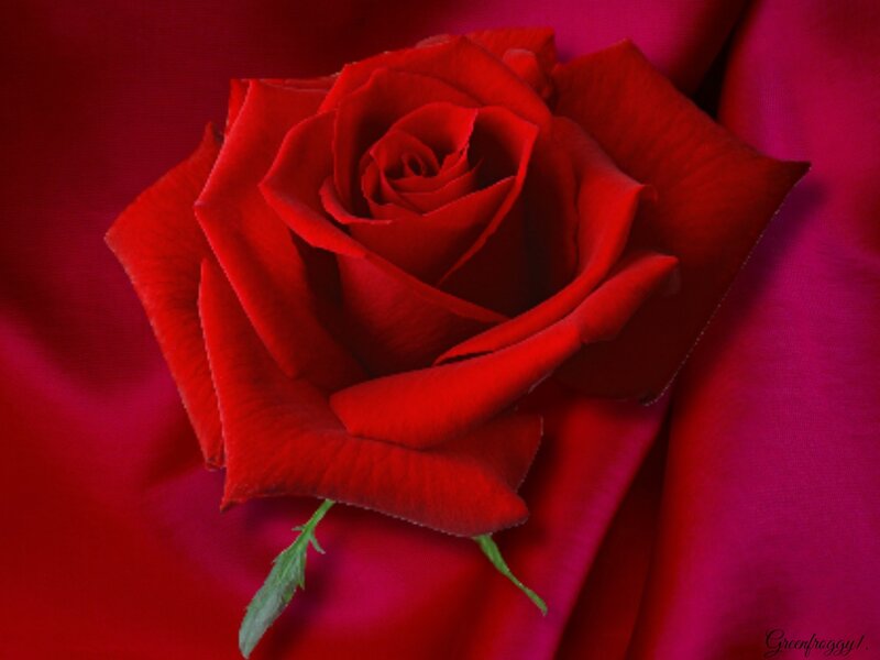 Red Rose on Fabric — Dramatic, Photograph, Stem