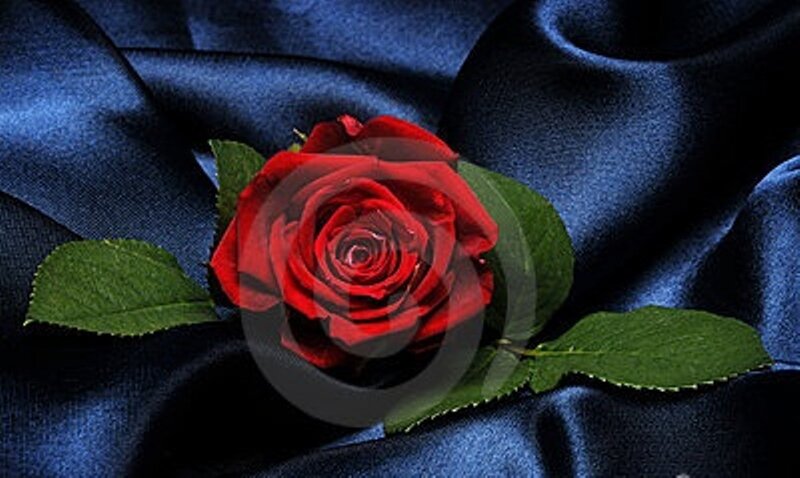 Red Rose on Fabric — Dramatic, Photograph