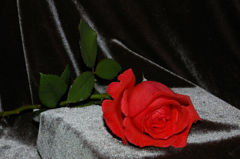 Red Rose on Fabric — Dramatic