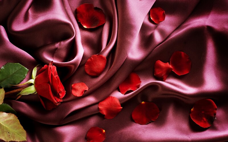 Red Rose on Fabric — Romantic, Photograph