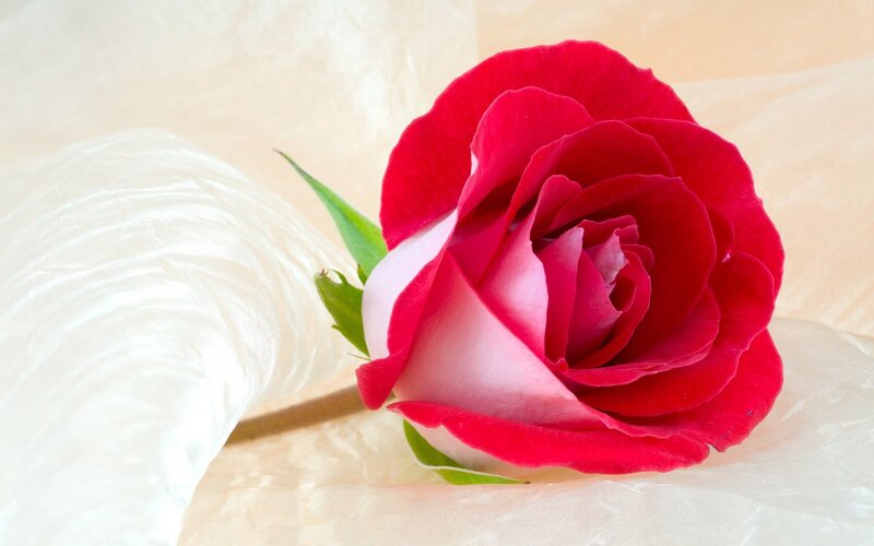 Red Rose on Fabric — Serene, Photograph