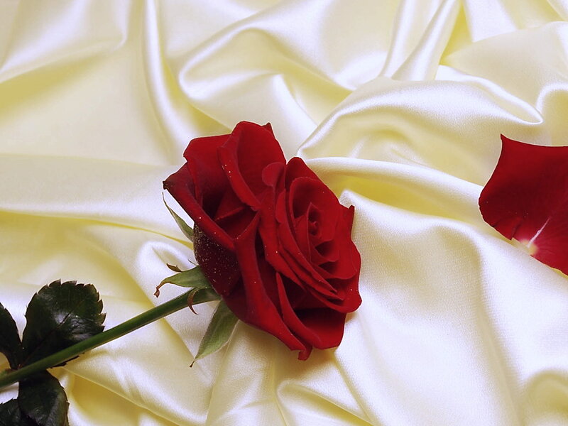 Red Rose on Fabric — Serene