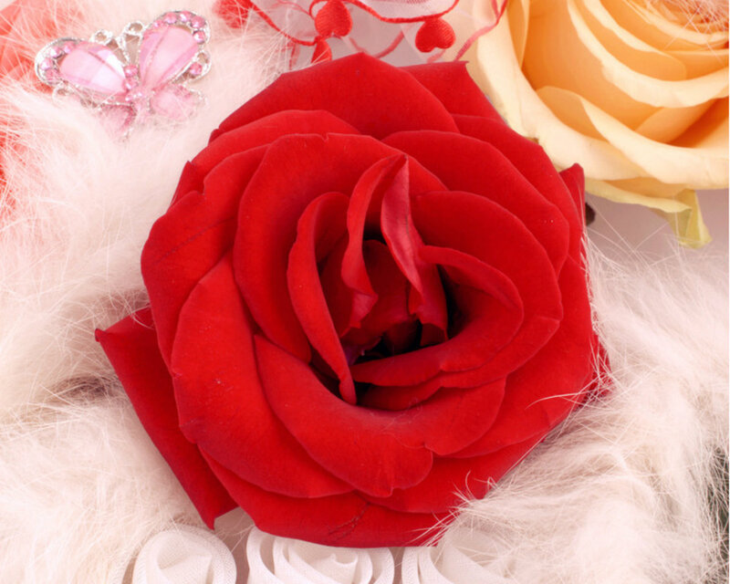 Red Rose on Feathers