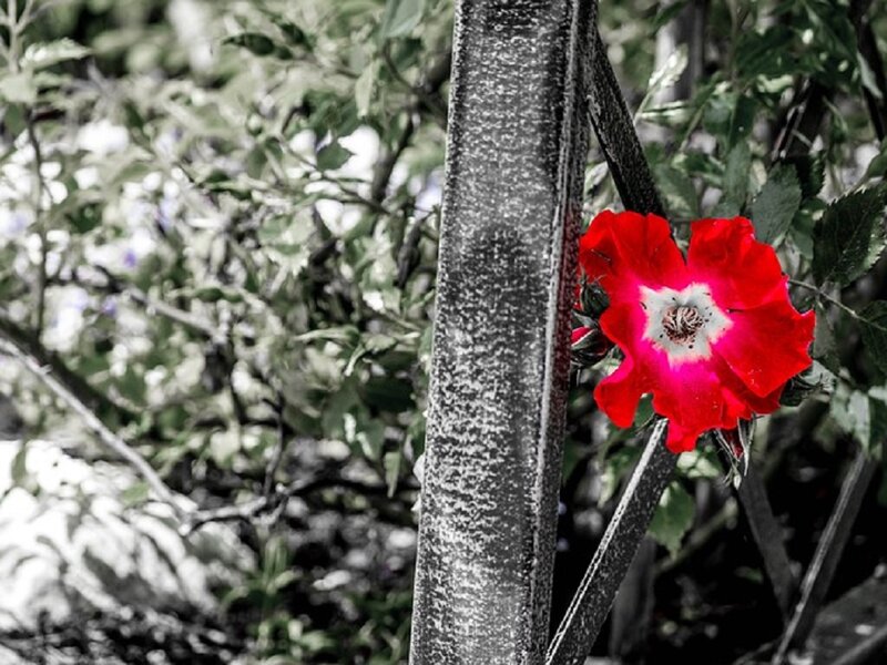 Red Rose on Fence — Dramatic, Photograph