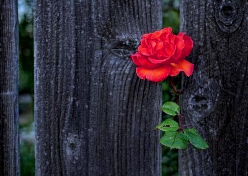 Red Rose on Fence — Dramatic