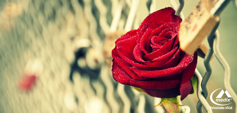 Red Rose on Fence — Romantic