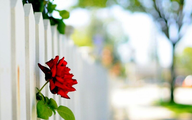 Red Rose on Fence — Serene
