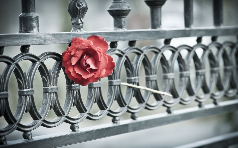 Red Rose on Fence — Somber