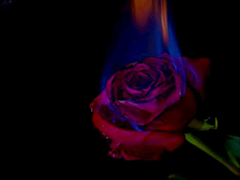Red Rose on Fire — Black