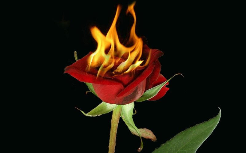 Red Rose on Fire — Dramatic