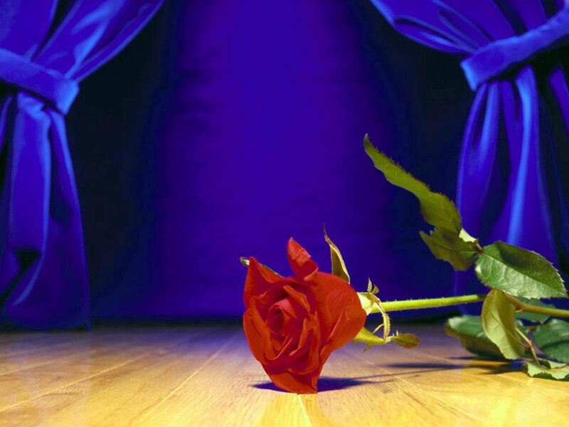 Red Rose on Floor