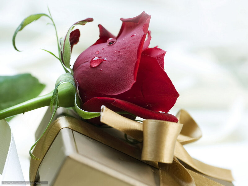 Red Rose on Gift Box — Serene, Photograph, Gift Box, Ribbon, Water Droplets