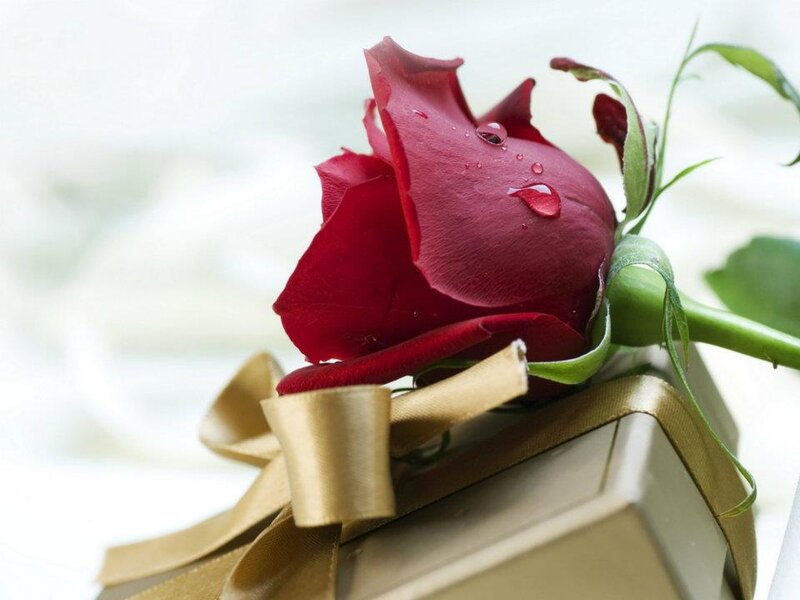 Red Rose on Gift Box — Serene, Photograph, Gift Box