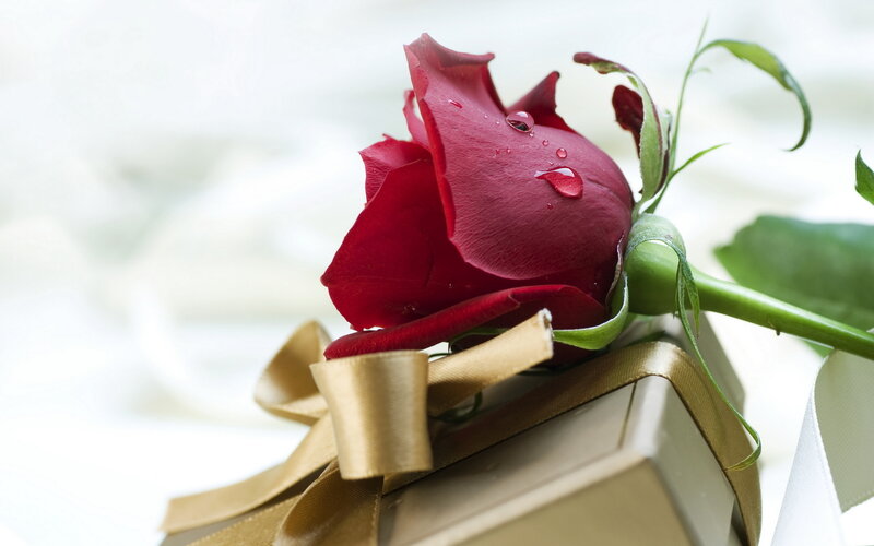 Red Rose on Gift Box — Serene, Photograph