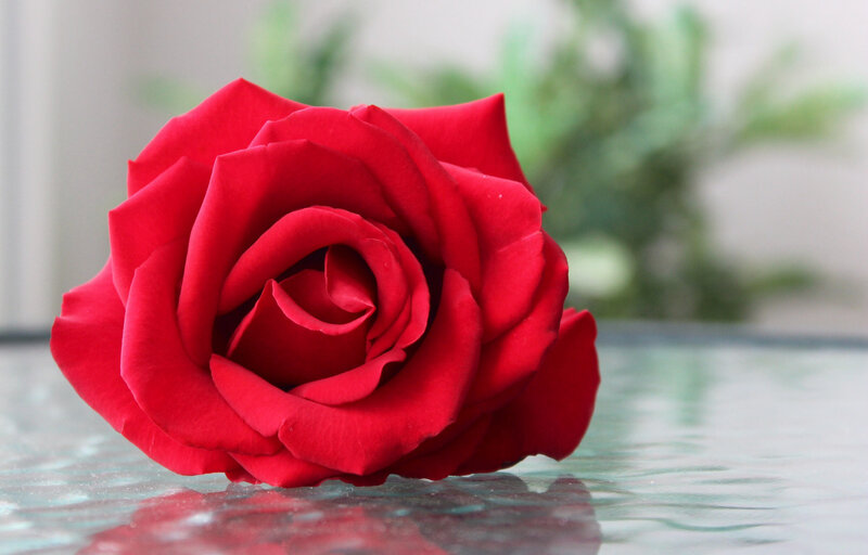 Red Rose on Glass