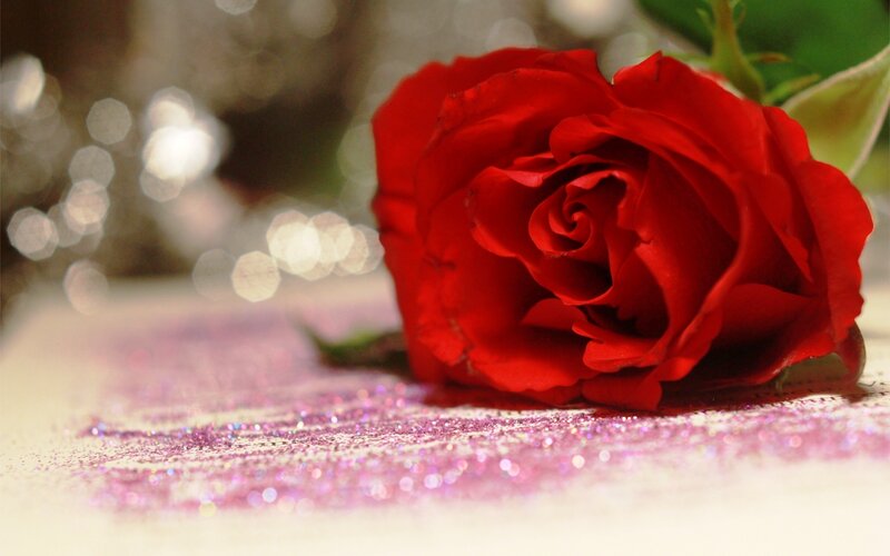 Red Rose on Glitter — Romantic