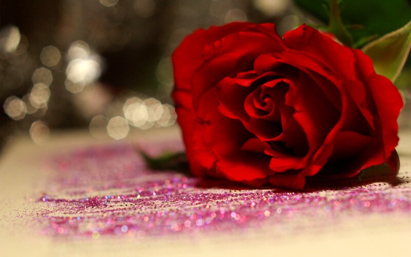 Red Rose on Glitter