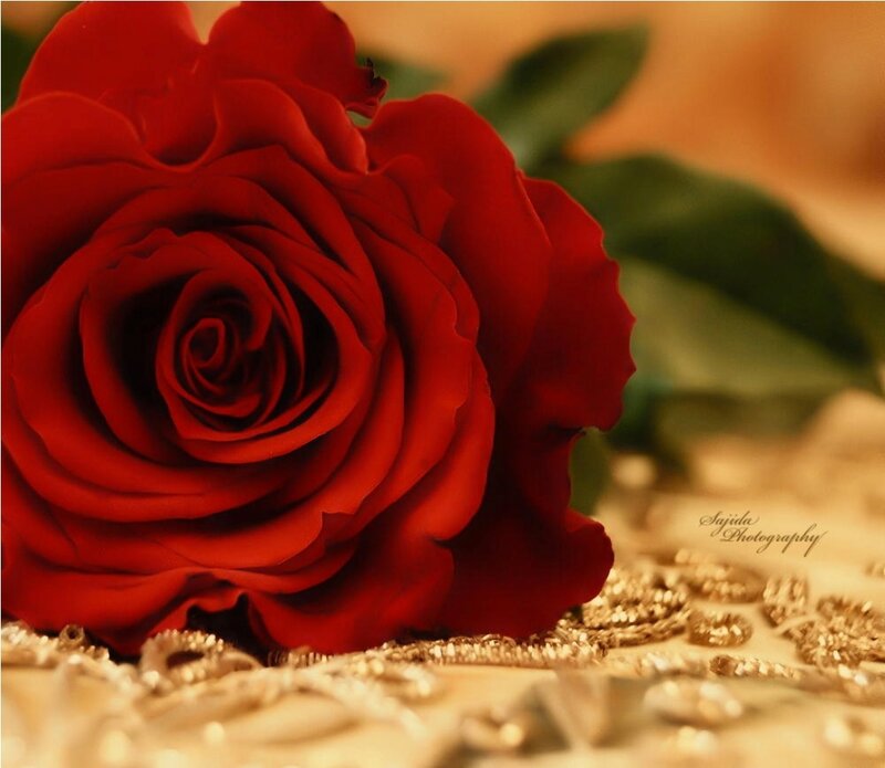 Red Rose on Gold Fabric — Calm