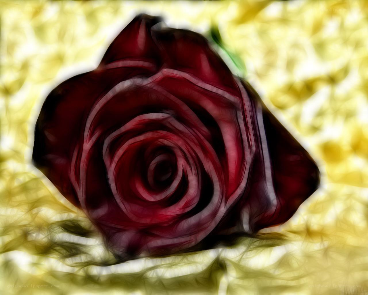 Red rose on golden background