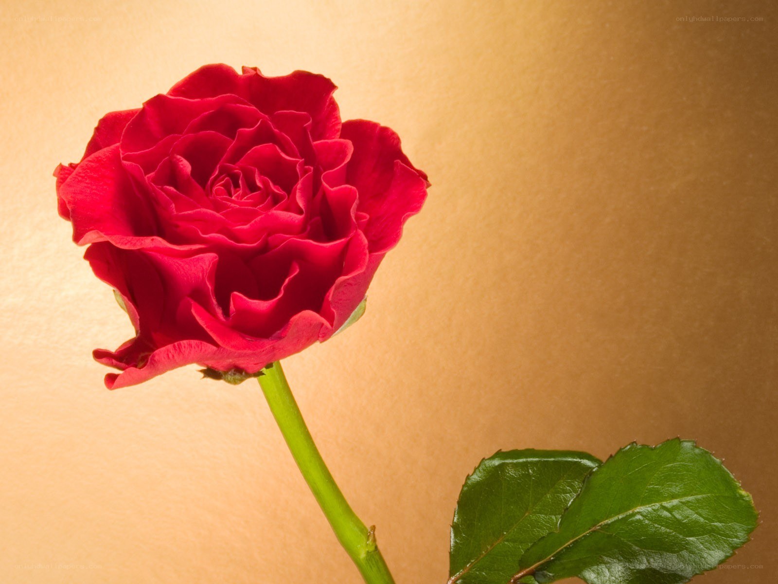 Red rose on golden background