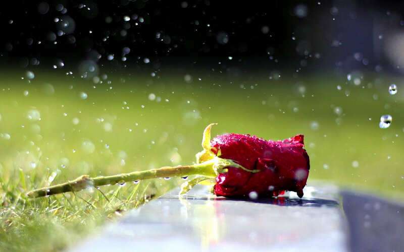 Red Rose on Grass