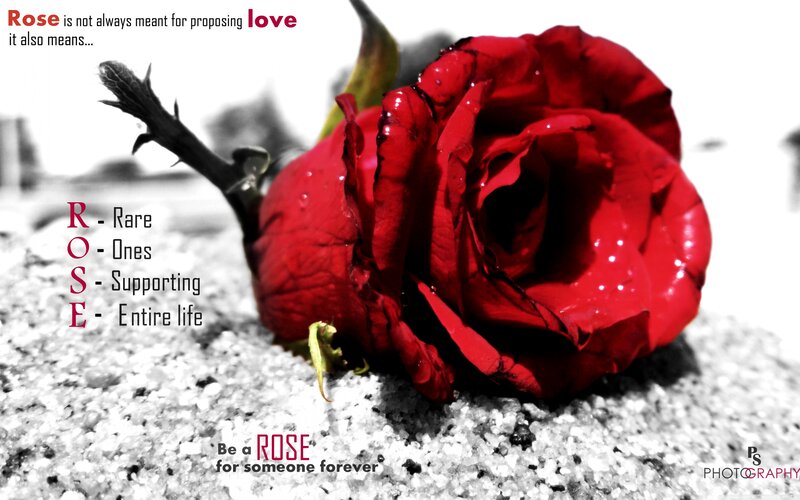 Red Rose on Gravel — Dramatic