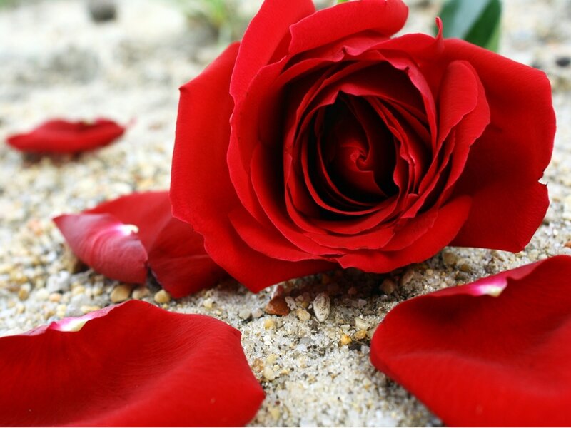 Red rose on gravel