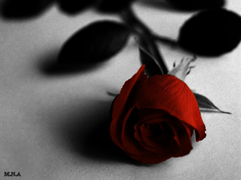 Red rose on gray background