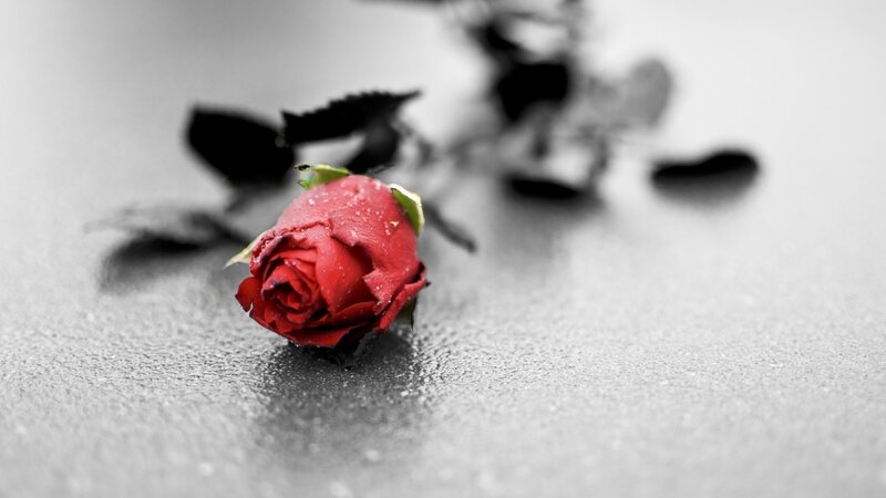 Red Rose on Gray Surface — Melancholic
