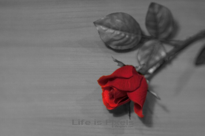 Red Rose on Gray Surface