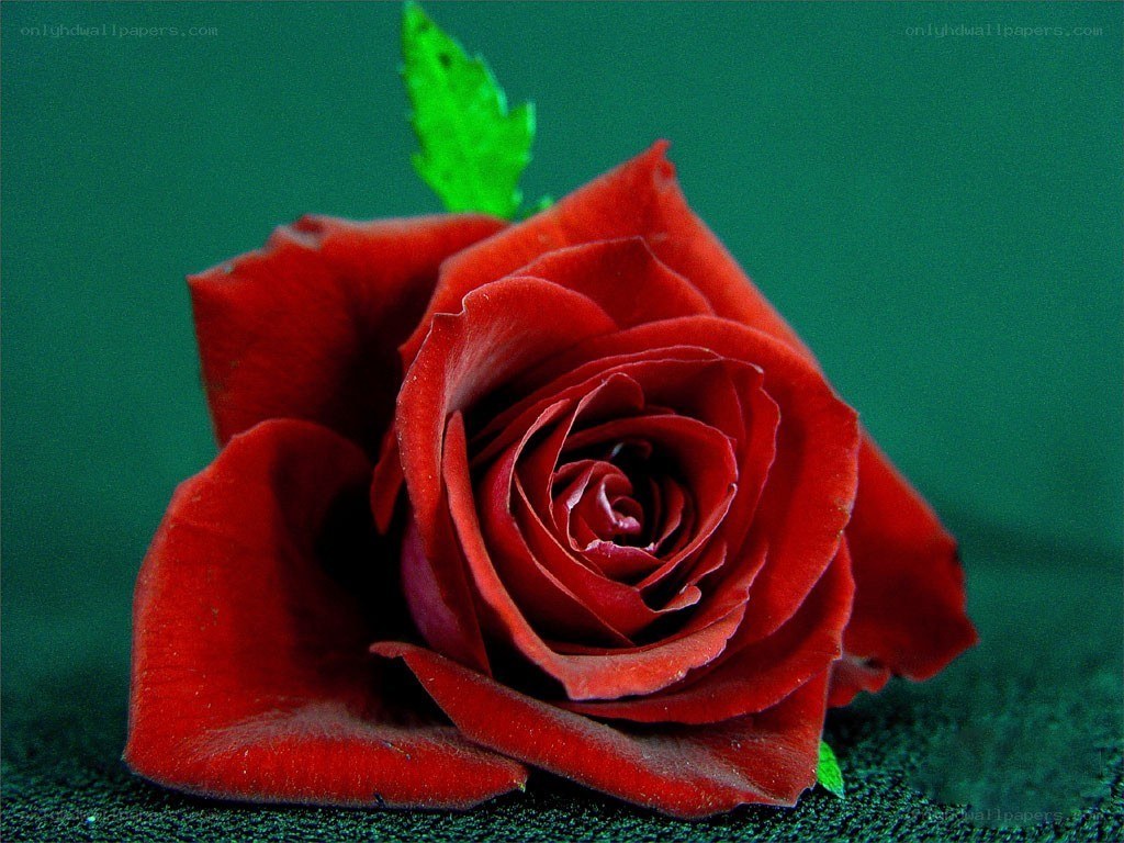 Red rose on green background
