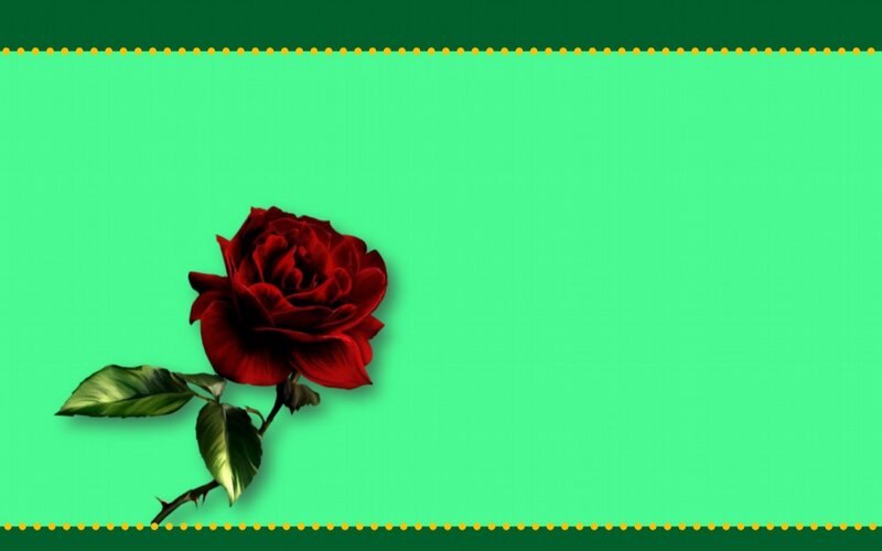 Red Rose on Green — Calm